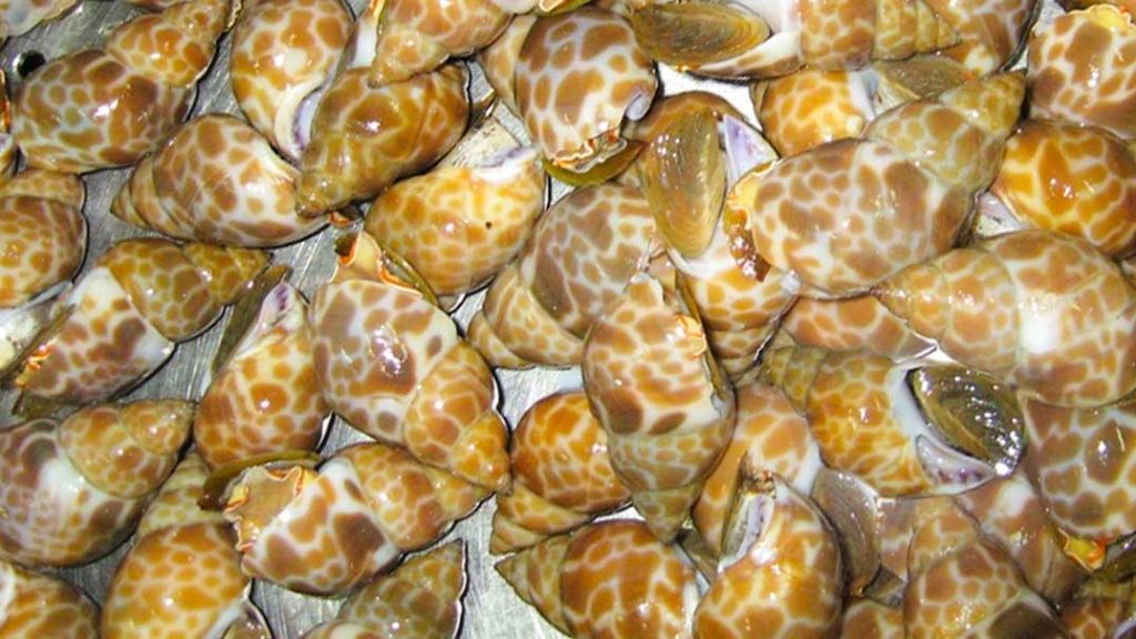 Top Shells